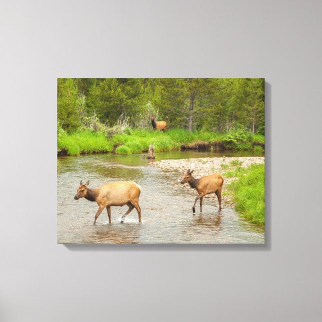 Älg som korsar Coloradofloden Canvastryck (Framsida)