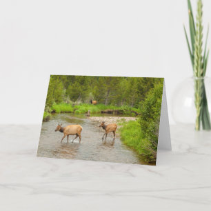 Älg som korsar Coloradofloden Kort