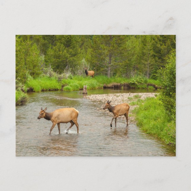 Älg som korsar Coloradofloden Vykort (Framsida)