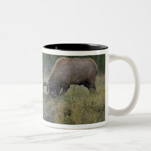 Älg stutar kämpa, Yellowstone NP, Wyoming Två-Tonad Mugg