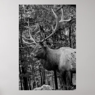 Älg Svart Vitt Foto Modern Rustik Stuga Poster