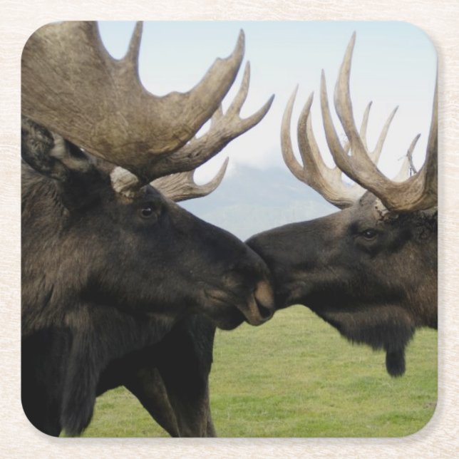 Älg Underlägg Papper Kvadrat (Framsidan)