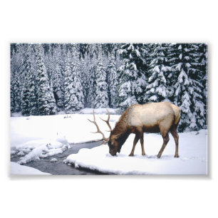 Älg vinterscen Fotoavtryck Fototryck