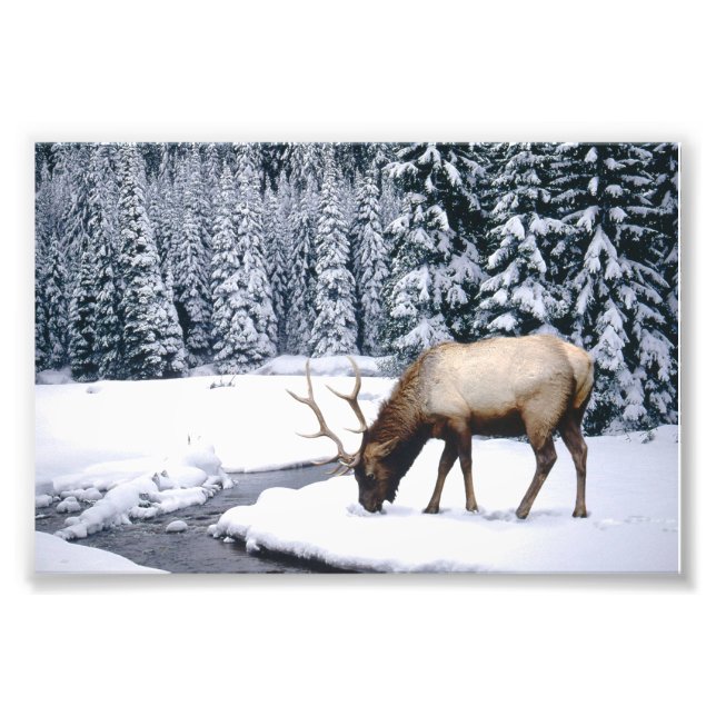 Älg vinterscen Fotoavtryck Fototryck (Framsidan)