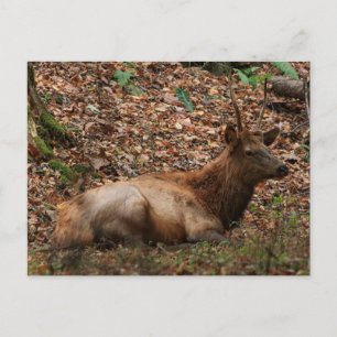 Älg vykort