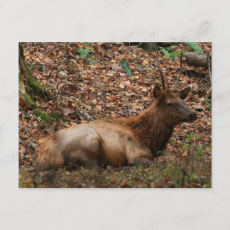 Älg vykort