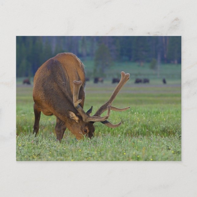 älg vykort (Framsida)