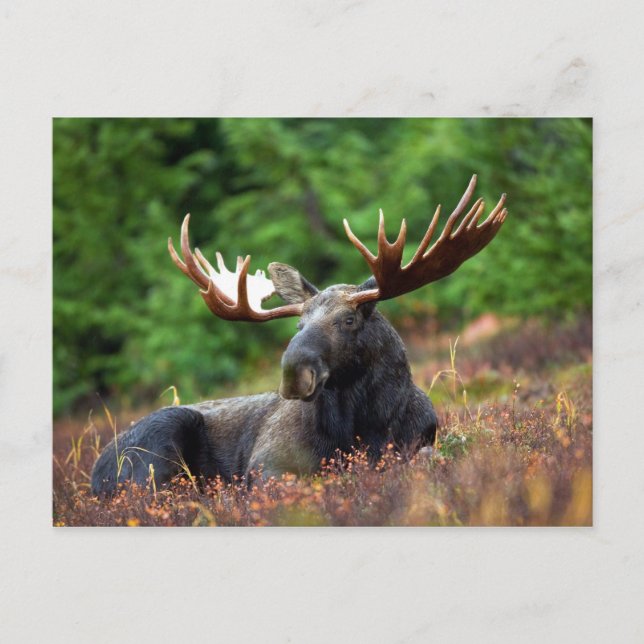 Älg Vykort (Framsida)