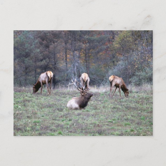 Älg vykort (Framsida)