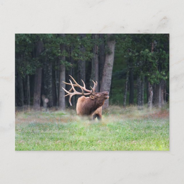 Älg vykort (Framsida)