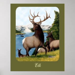 Älg Wapiti Poster