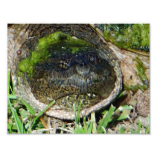 Algae Ansikte Snapper Turtle Fototryck