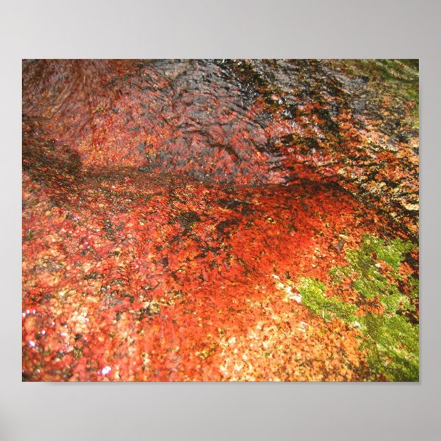 Algae från Honduras Poster (Framsidan)