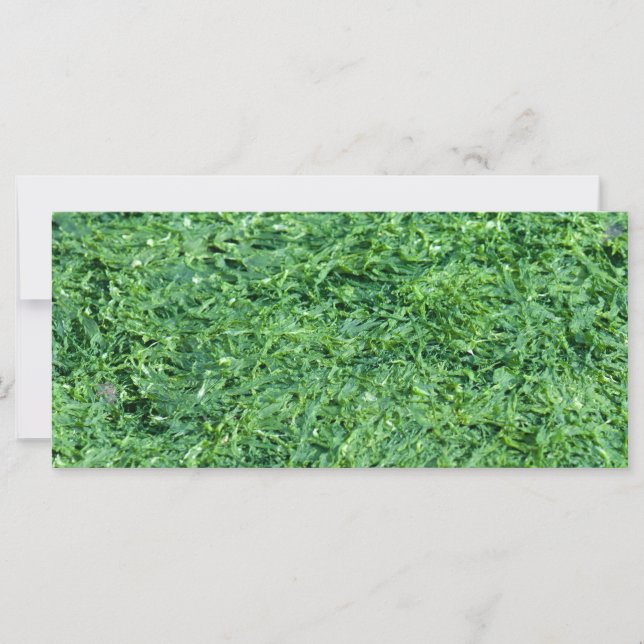 Algae-gröntens bakgrund (Framsida)