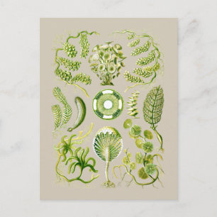Algae Vykort