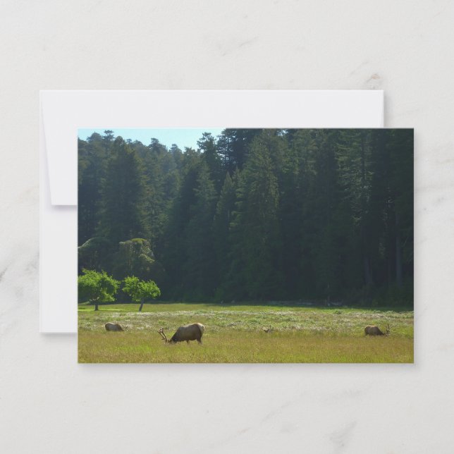 Älgäng i Redwood National Park (Framsida)