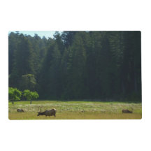 Älgängen i Redwood National Park