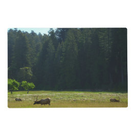 Älgängen i Redwood National Park