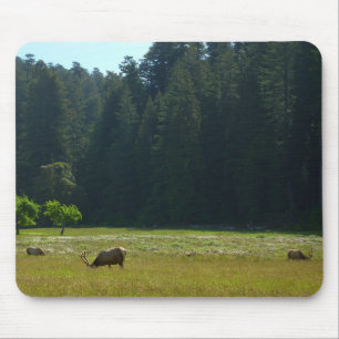 Älgängen vid Redwood National Park Musmatta