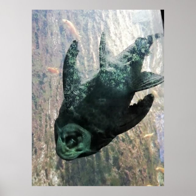 Algapeater i akvarium. poster (Framsidan)