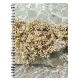 Algas Spiral Photo Notebook Anteckningsbok