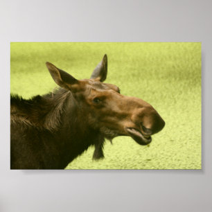Älgen gjorde någon något att sägatårtan poster