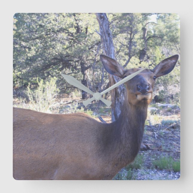 Älgen tar tid på fyrkantig klocka (Framsida)