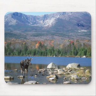 Älgen vadderar musmatta