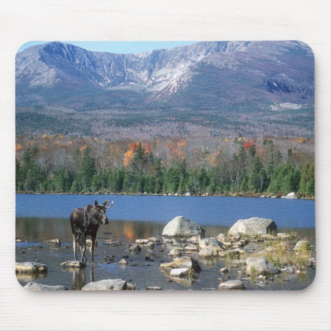 Älgen vadderar musmatta (Framsidan)