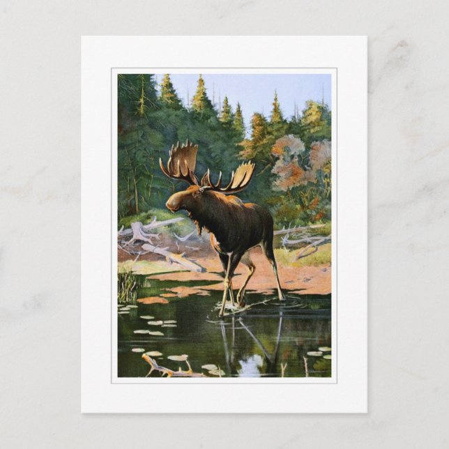 Älgen Vykort (Framsida)