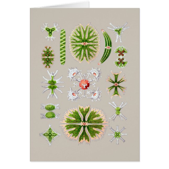 Alger Hälsningskort (Framsidan)