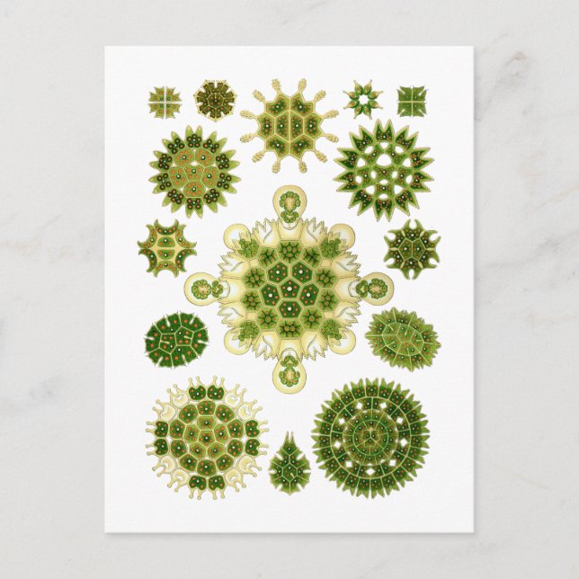 Alger Vykort (Framsida)