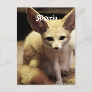 Algeriet Fennec Fox Vykort