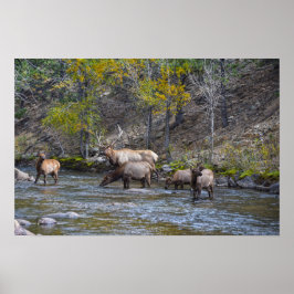 Älgflock i The Big Thompson River Poster