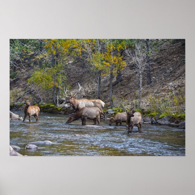 Älgflock i The Big Thompson River Poster (Framsidan)