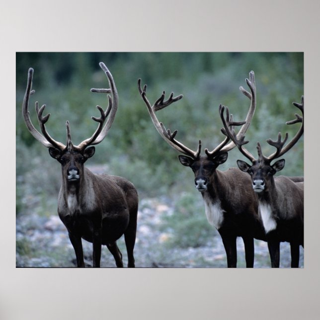 Älgflock | Mt. Baring, Washington Poster (Framsidan)