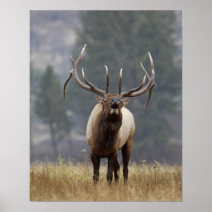 Älghornsbrunst, Yellowstone NP, Wyoming 2 Poster