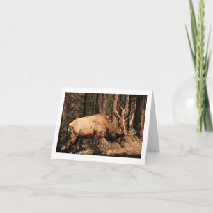 Älgnotecard Kort