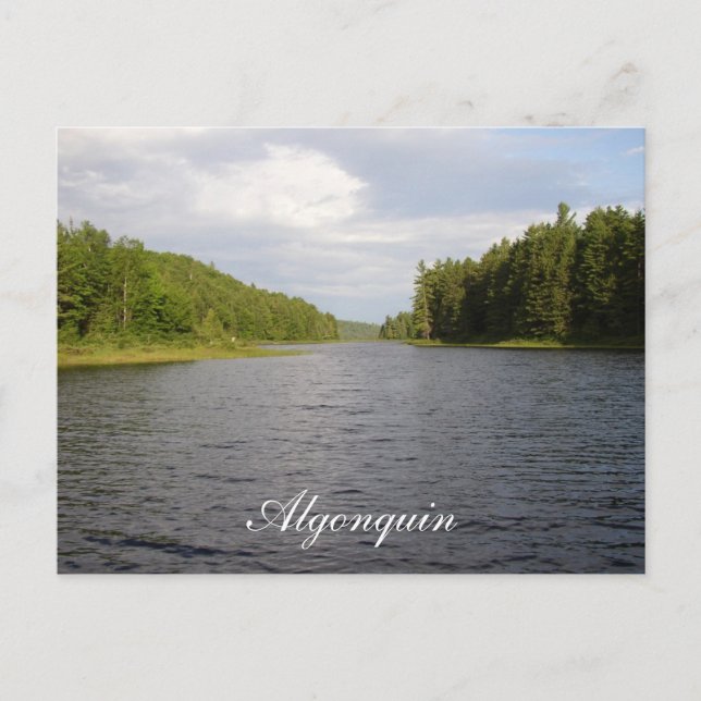 Algonquin Beauty-vykort Vykort (Framsida)