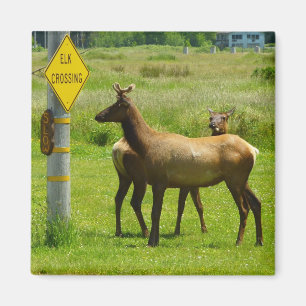 Älgpassage Kalifornien Wildlife Photography Magnet