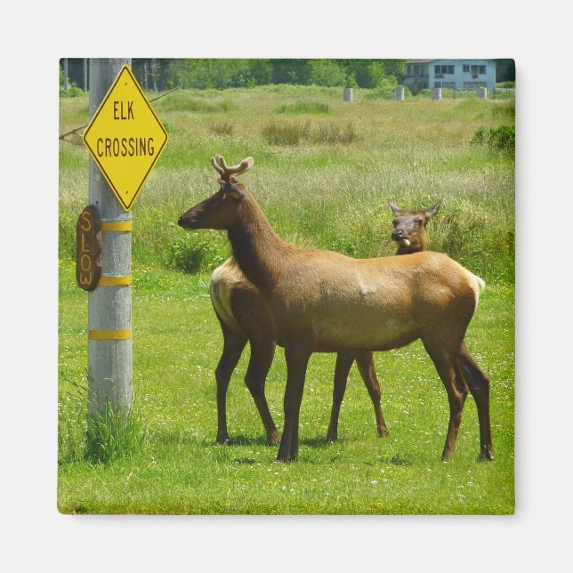 Älgpassage Kalifornien Wildlife Photography Magnet (Framsidan)