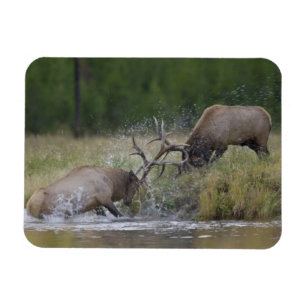 Älgstutar slåss, Yellowstone NP, Wyoming Magnet