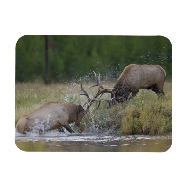 Älgstutar slåss, Yellowstone NP, Wyoming Magnet (Horisontell)