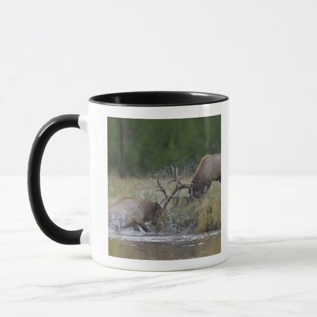 Älgstutar slåss, Yellowstone NP, Wyoming Mugg (Vänster)