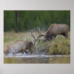 Älgtjurar som slåss, Yellowstone NP, Wyoming Poster