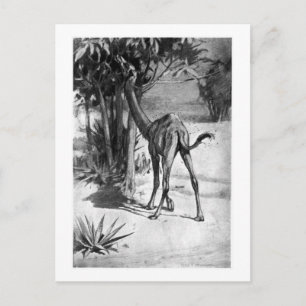 Alice B. Skogsbruk: Altecamelus art pocard Vykort