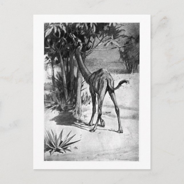 Alice B. Skogsbruk: Altecamelus art pocard Vykort (Framsida)