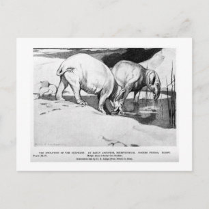 Alice B. Skogsbruk: Moeritherium art-vykort Vykort
