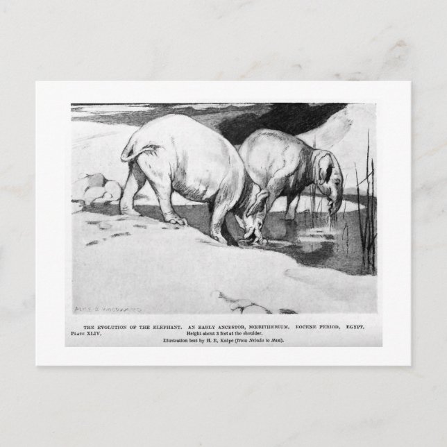 Alice B. Skogsbruk: Moeritherium art-vykort Vykort (Framsida)