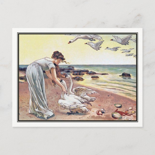 Alice Havers - Vita Svanar Vykort (Framsida)